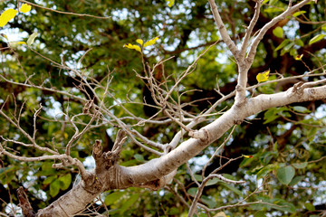 live branch of oldest tree with fresh green leaves background