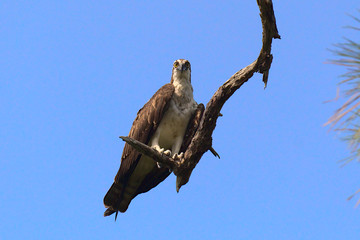 Osprey