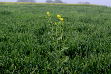 green field, wheat crop environment