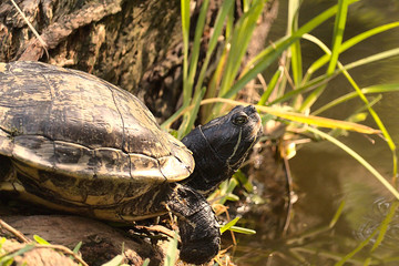 Obraz premium Florida Turtles