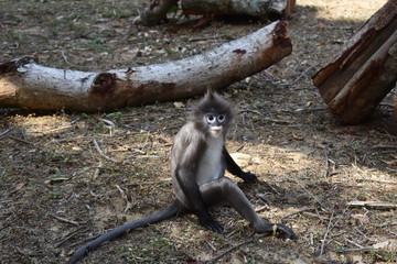 Spider monkey looking t camera