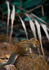 squirrel in the forest