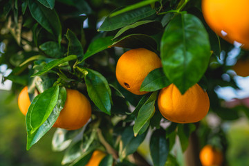 Naklejki  Gałąź drzewa pomarańczowego z dojrzałymi owocami z bliska