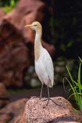 Beautiful birds at tropical zoo. Natural background