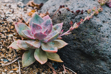 Mother of pearl ghost plant succulent outdoor in sunny backyard
