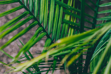 close-up detail of green tropical palm leaves outdoor in sunny backyard