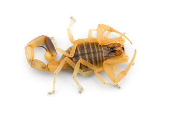 African venom Scorpion isolated on white background