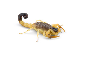 African venom Scorpion isolated on white background