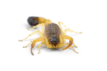 African venom Scorpion isolated on white background
