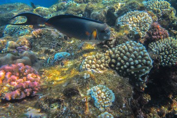 Coral reef in the Red Sea with fish