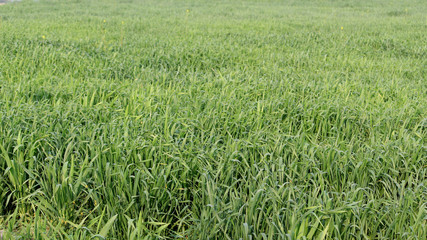 green field, wheat crop environment