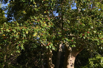 Ilex rotunda (Round leaf holly / Aquifoliaceae evergreen tall tree