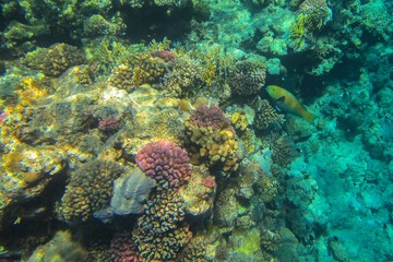 Fototapeta na wymiar Coral reef in the Red Sea with fish