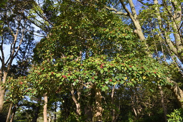 Ilex rotunda (Round leaf holly / Aquifoliaceae evergreen tall tree