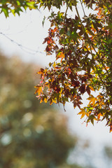 autumn colors on Japanese maple tree with red and orange leaves