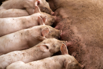 Soft focus of newborn piglets feeding from mother pig in organic farm