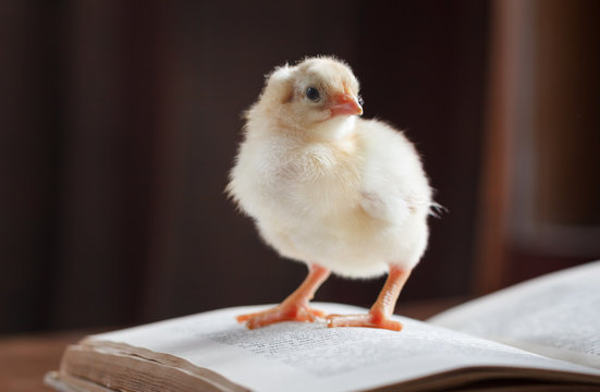 A cute fluffy chicken stands on an opened book.