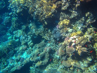 Naklejka na ściany i meble Coral reef in the Red Sea with fish