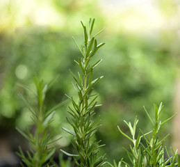Fresh Rosemary Herb grow outdoor