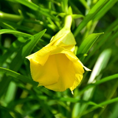 flowering Yellow Oleander Cascabela thevetia, an evergreen tropical shrub or small tree...