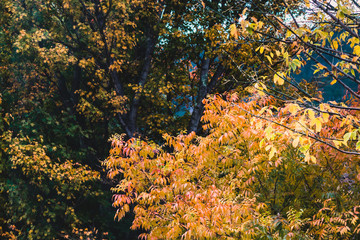 autumn colors on trees with vibrant yellow and orange leaves