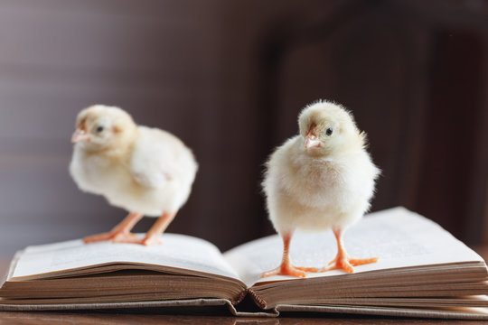 Two little fluffy chickens are standing on an open book.