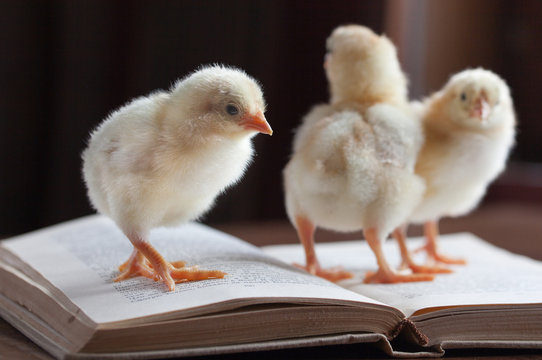 Three cute fluffy chickens stands on an open book.