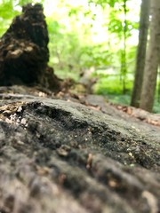 moss on the tree