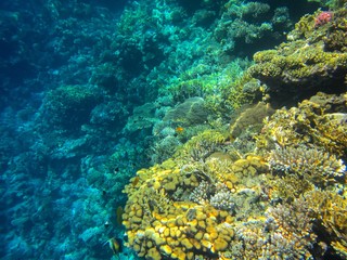 Coral reef in the Red Sea with fish