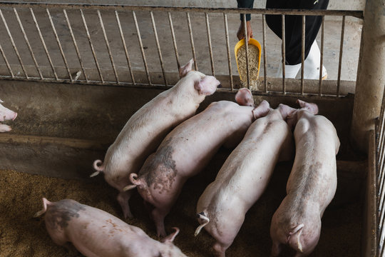 Farmer feeding pig in organic rural farm agricultural. Livestock industry