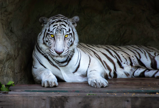 Portrait Of White Tiger Lying On Wood Against Rock Formation At Zoo