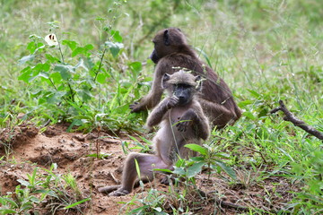 young chacma baboon eating seeds of grass