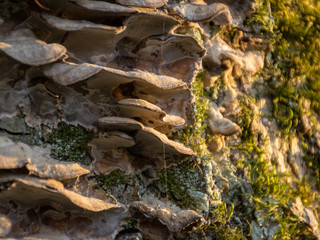 growths on an old tree trunk