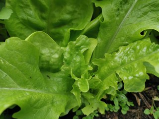 Lettuce in the garden - salad bowl, beet greens and many other healthy green leaves growing in the natural farm.