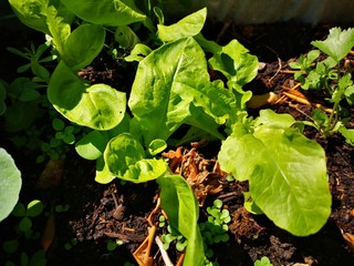 Lettuce in the garden - salad bowl, beet greens and many other healthy green leaves growing in the natural farm.