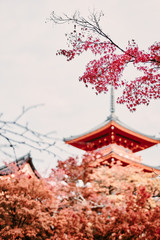Red maple in Kiyomizu dera tample, kyoto, japan