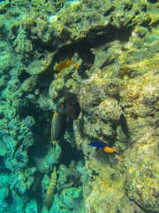Coral reef in the Red Sea with fish