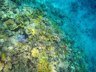 Naklejka na ściany i meble Coral reef in the Red Sea