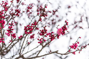 Branches of pink plum blossoms