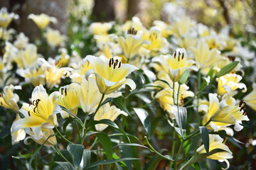  close up of yellow lilly