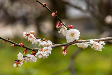  close up of white plum blossom