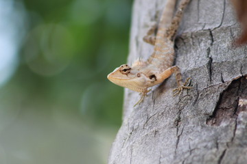 lizard on a tree