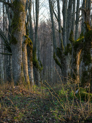 landscape with a beautiful wooden alley, the alley path has grown into the hall