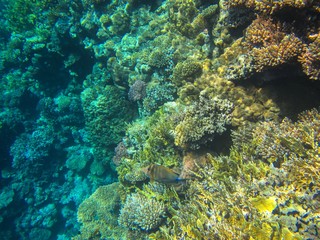 coral reef in the red sea