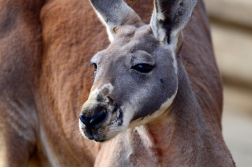 カンガルーの顔