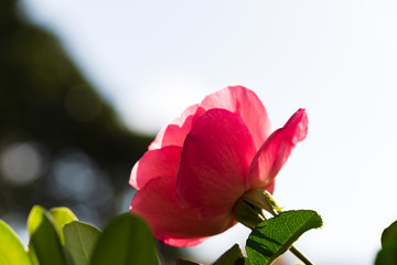 Pink flowers  in the garden. Selective focus.