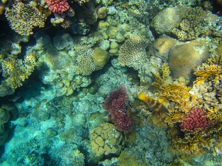 Plakat coral reef in the red sea