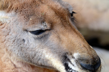 カンガルーの顔