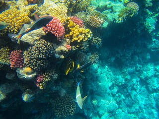 coral reef and fish
