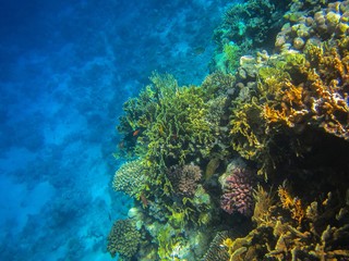 Naklejka na ściany i meble coral reef in the red sea